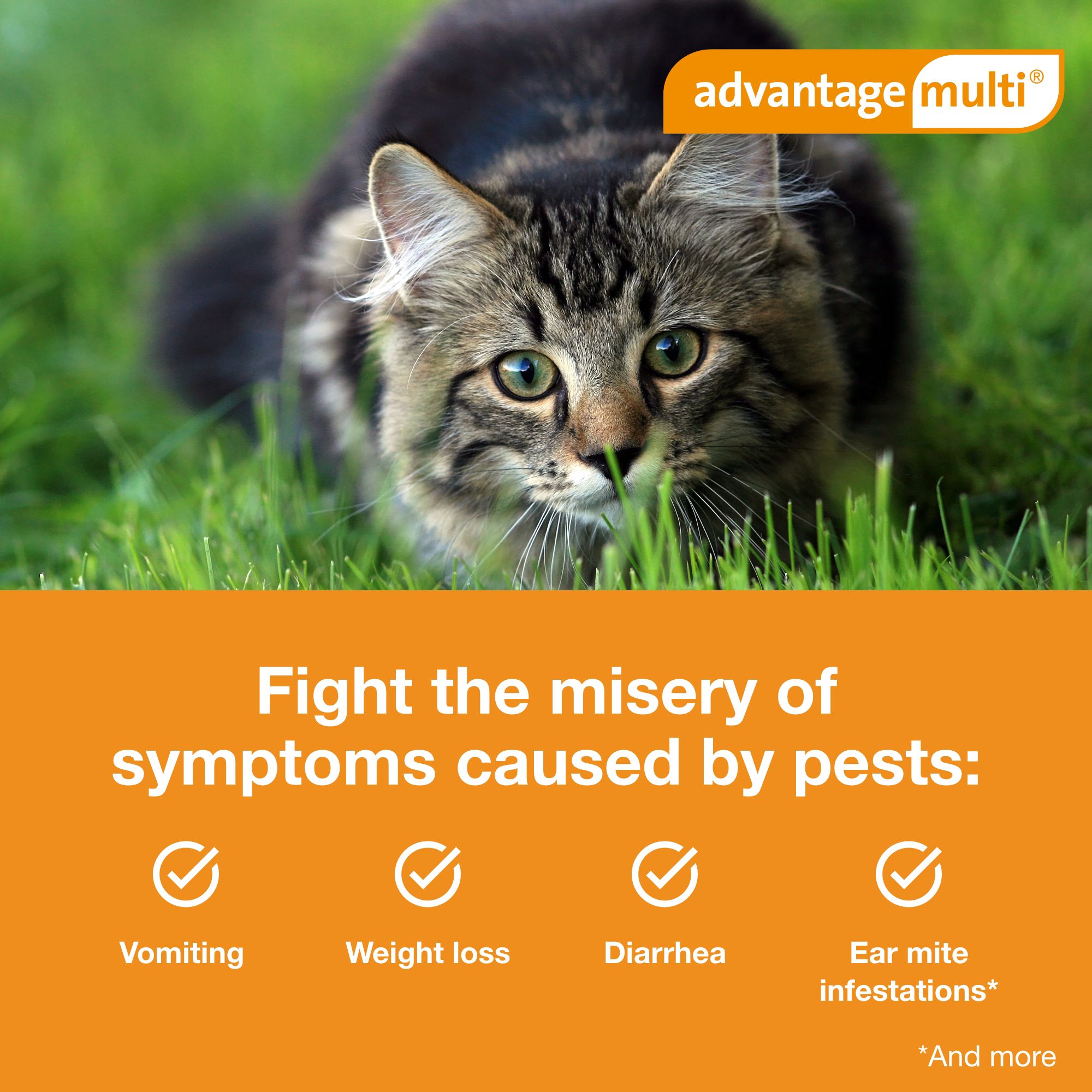 Advantage Multi Topical Solution for Cats, 5.1-9 lbs (Orange), 1 or 6 Month Supply - thumbnail 5
