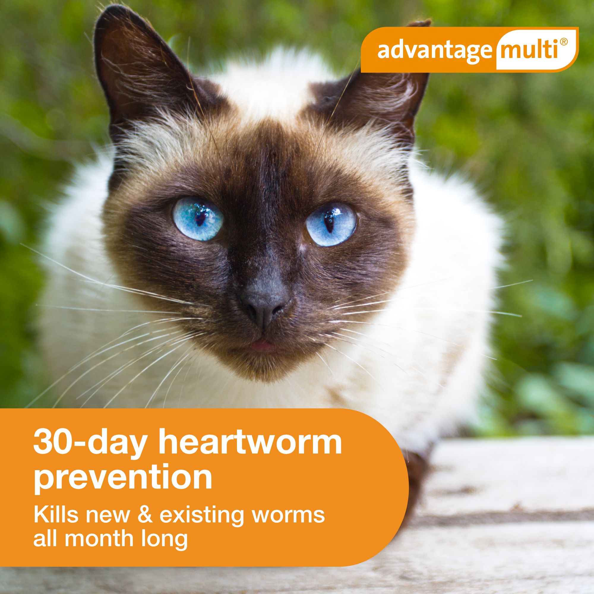 Advantage Multi Topical Solution for Cats, 5.1-9 lbs (Orange), 1 or 6 Month Supply - thumbnail 6