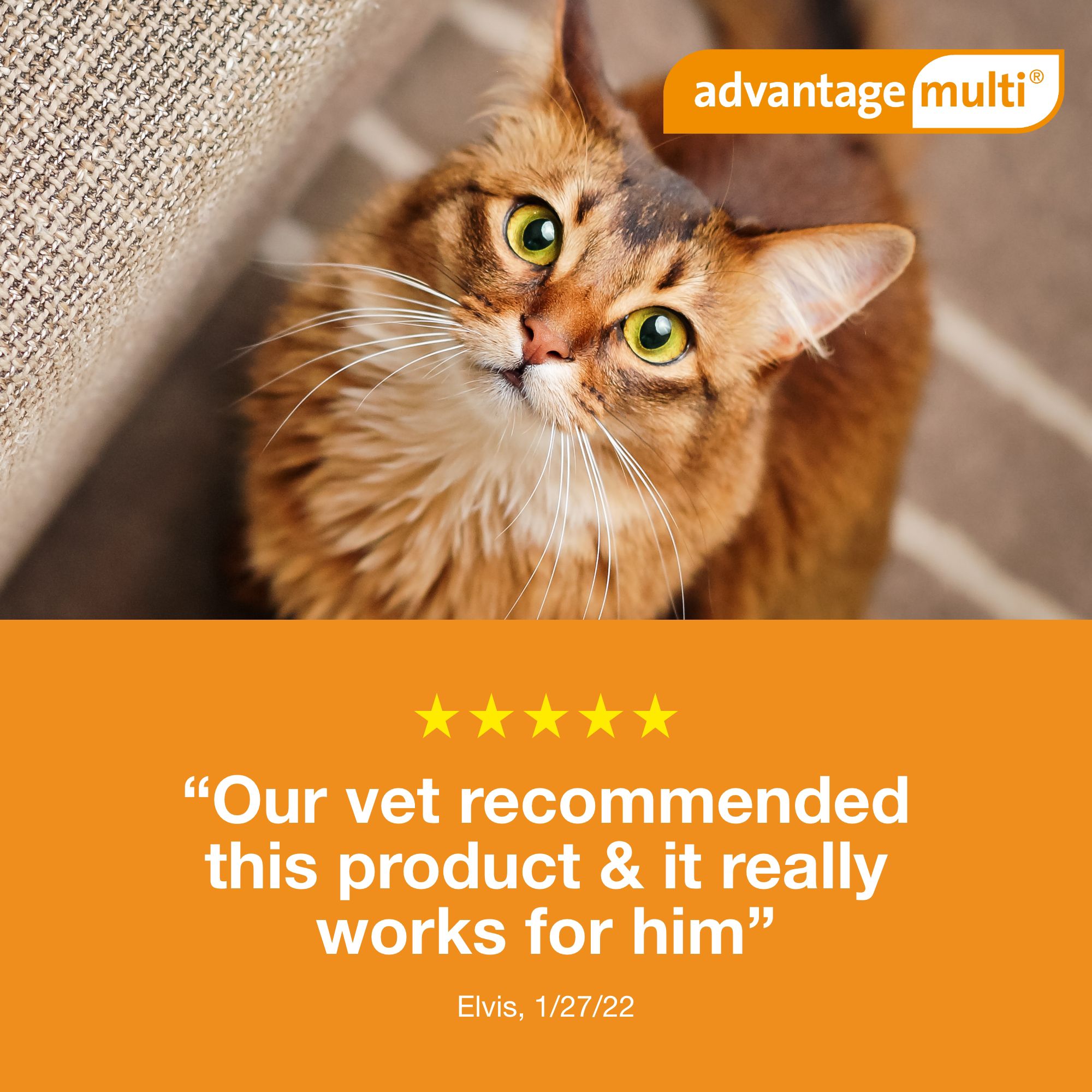 Advantage Multi Topical Solution for Cats, 5.1-9 lbs (Orange), 1 or 6 Month Supply - thumbnail 8