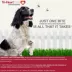 Tri-Heart Plus Chewable Tablets for Dogs 1-25 lbs Blue, 6 Chewable Tablets (6 month supply) image thumbnail 8