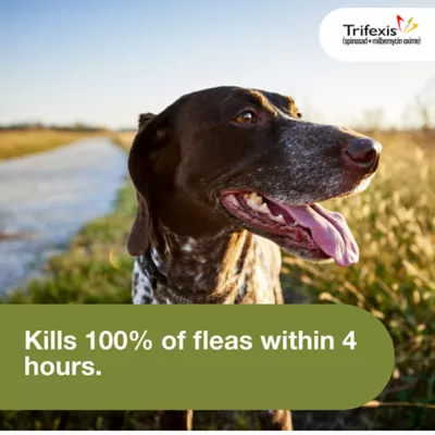 Trifexis Heartworm Prevention, Treats & Controls Flea Infestations + 4 Other Worms, Dogs 20.1-40 lbs - Image 6