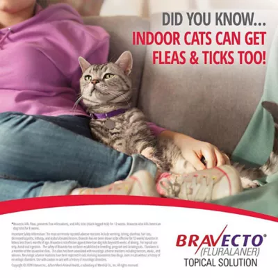 Product Bravecto Topical Solution for Cats, 2.6 - 6.2 lbs 112.5 mg Green