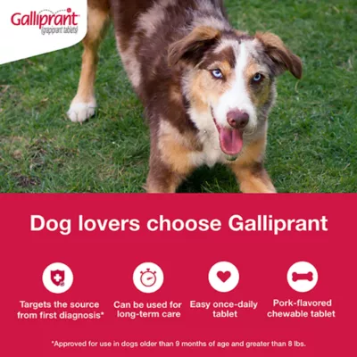 Product Galliprant Tablets for Dogs - 60mg