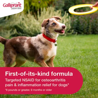 Product Galliprant Tablets for Dogs - 60mg