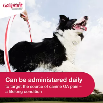 Product Galliprant Tablets for Dogs - 60mg