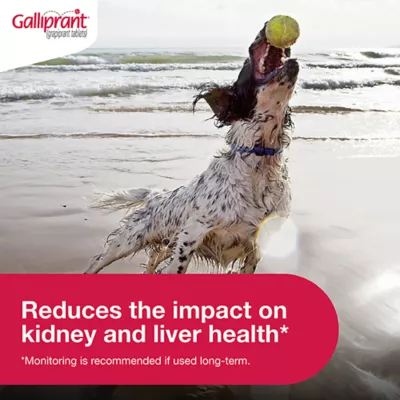Product Galliprant Tablets for Dogs - 60mg