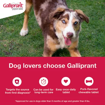 Product Galliprant Tablets for Dogs - 100mg
