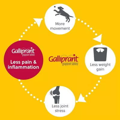 Product Galliprant Tablets for Dogs - 100mg