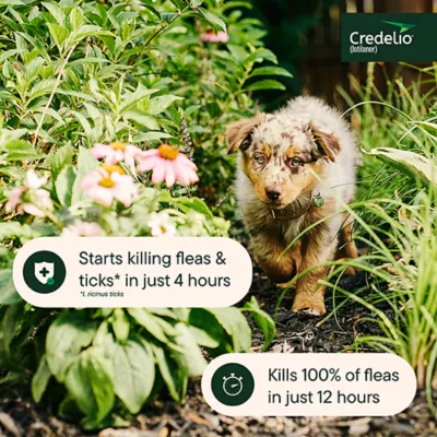 Product Credelio Flea & Tick Chewable Tablets for Dogs & Puppies 6.1-12 lbs (112.50 mg) Pink