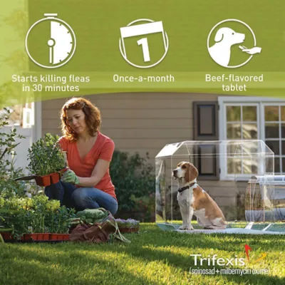 Product Trifexis Chewable Tablets for Dogs 10.1-20 lbs Orange