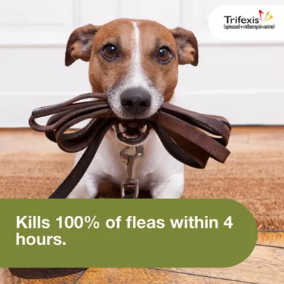 Trifexis Chewable Tablets for Dogs 10.1-20 lbs Orange - Image 6