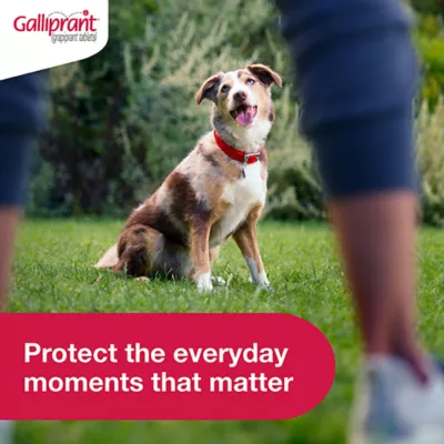 Galliprant Osteoarthritis Pain & Inflammation Control for Dogs -100 mg - 1, 30, 90 CT Flavor Tablet - Image 7