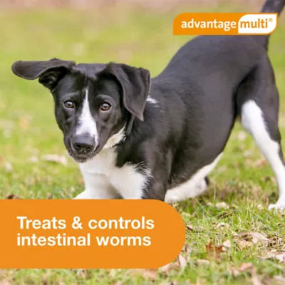 Advantage Multi Topical Solution for Dogs, 20.1-55 lbs (Red), 1 or 6 Month Supply - Image 8