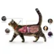 Product Advantage Multi for Cats 9.1-18 lbs