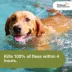 Trifexis Chewable Tablet for Dogs, 40.1-60 lbs (Blue), 1 or 6 Month Supply image thumbnail 6