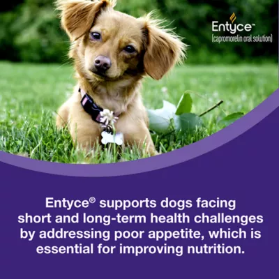 Entyce Appetite Stimulant Oral Solution for Dogs - 30 mg/ml - 10, 15, 30 ml - Image 7