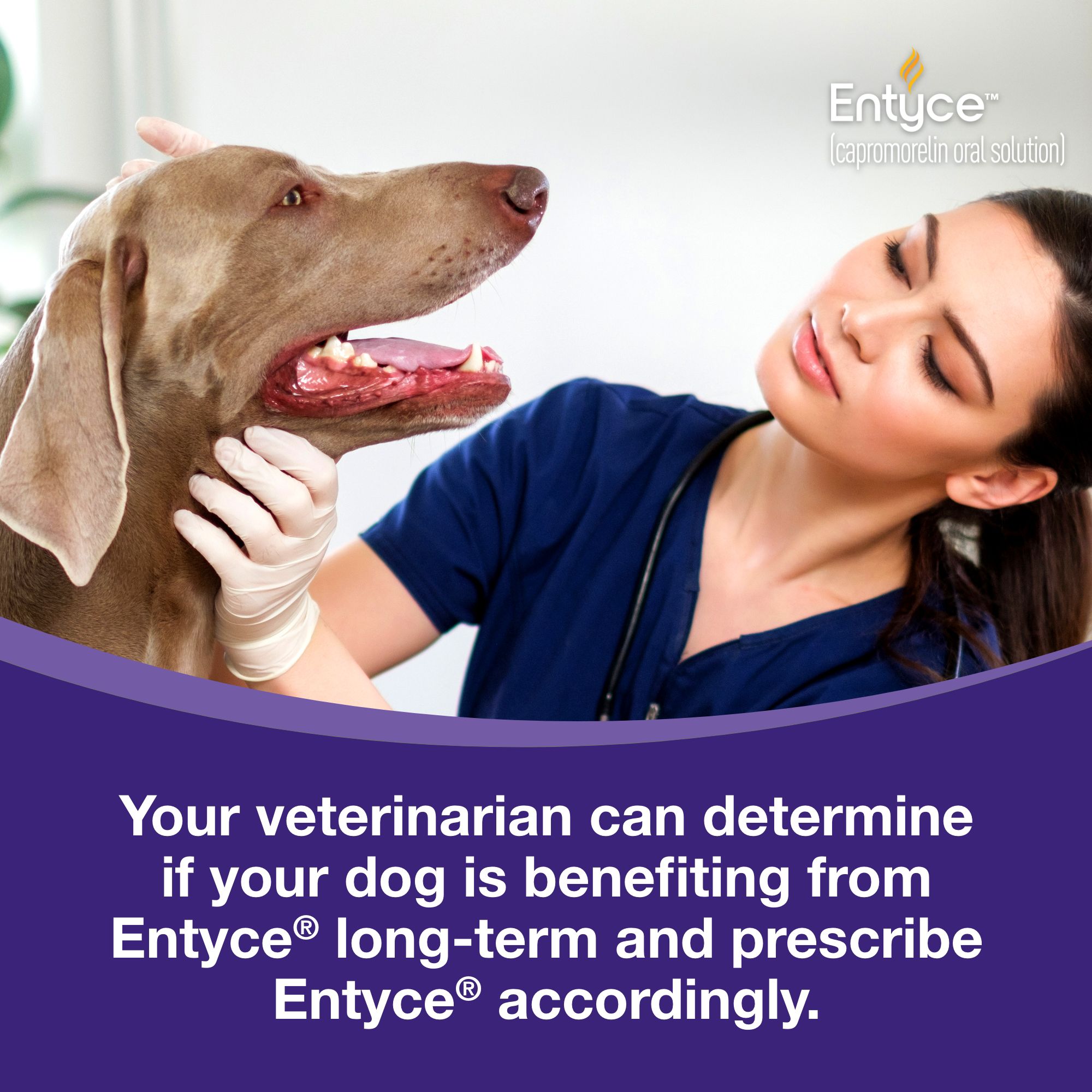 Entyce Appetite Stimulant Oral Solution for Dogs - 30 mg/ml - 10