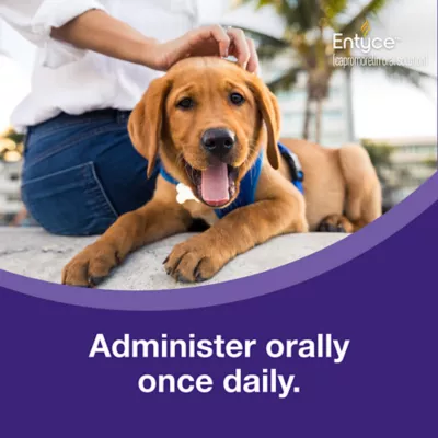 Entyce Appetite Stimulant Oral Solution for Dogs | 30 mg/ml | 10, 15, 30 ml - Image 6