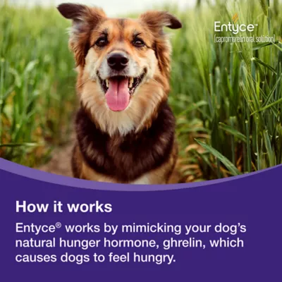 Entyce Appetite Stimulant Oral Solution for Dogs | 30 mg/ml | 10, 15, 30 ml - Image 9