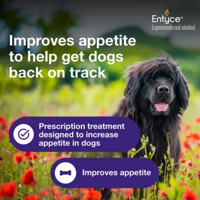 Entyce Appetite Stimulant Oral Solution for Dogs - 30 mg/ml - 10, 15, 30 ml - Image 3