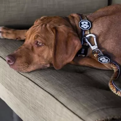 Fresh Pawz Flame Thrower Dog Leash 5-ft long - Image 4