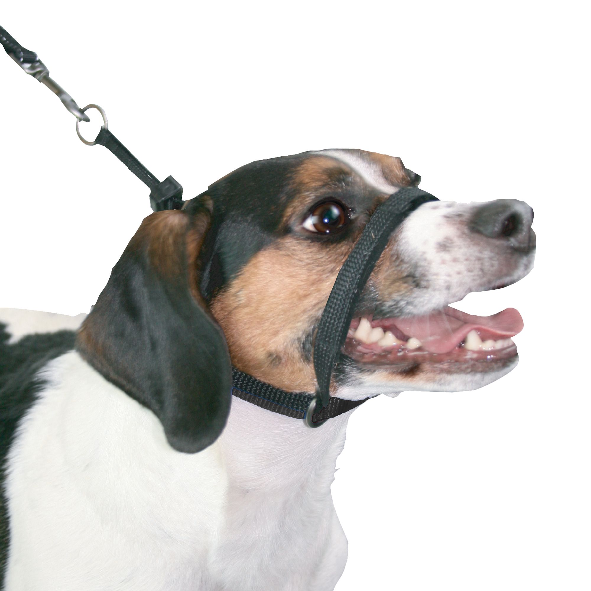 Gentle Leader Harness Petsmart atelieryuwa.ciao.jp