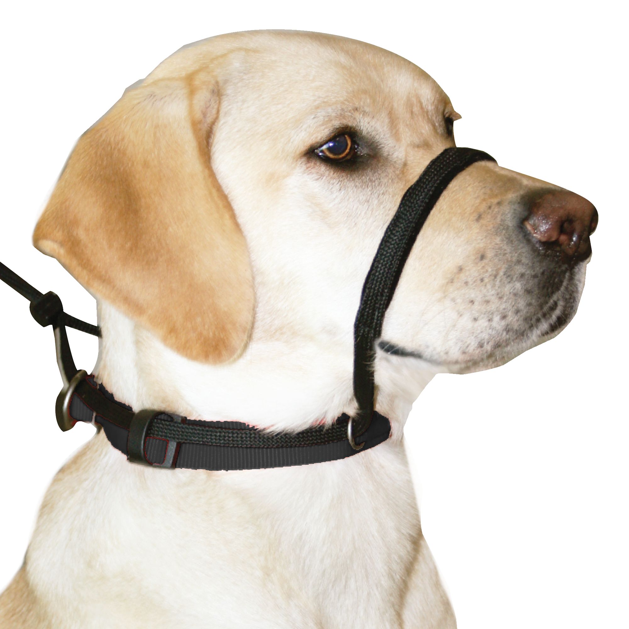 Sporn Please Com - Sporn Head Control Dog Halter | dog Training Collars, Leashes & Harnesses |  PetSmart