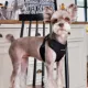 Product Puppia® Soft Comfort Dog Harness