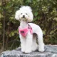Product Puppia® Soft Comfort Dog Harness