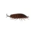Isopods 10ct image thumbnail 1