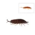 Isopods 10ct image thumbnail 2