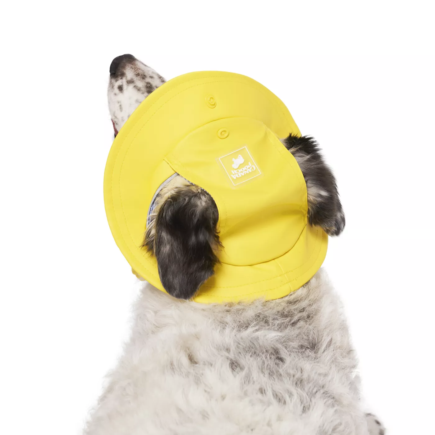 Dog hats petsmart sales
