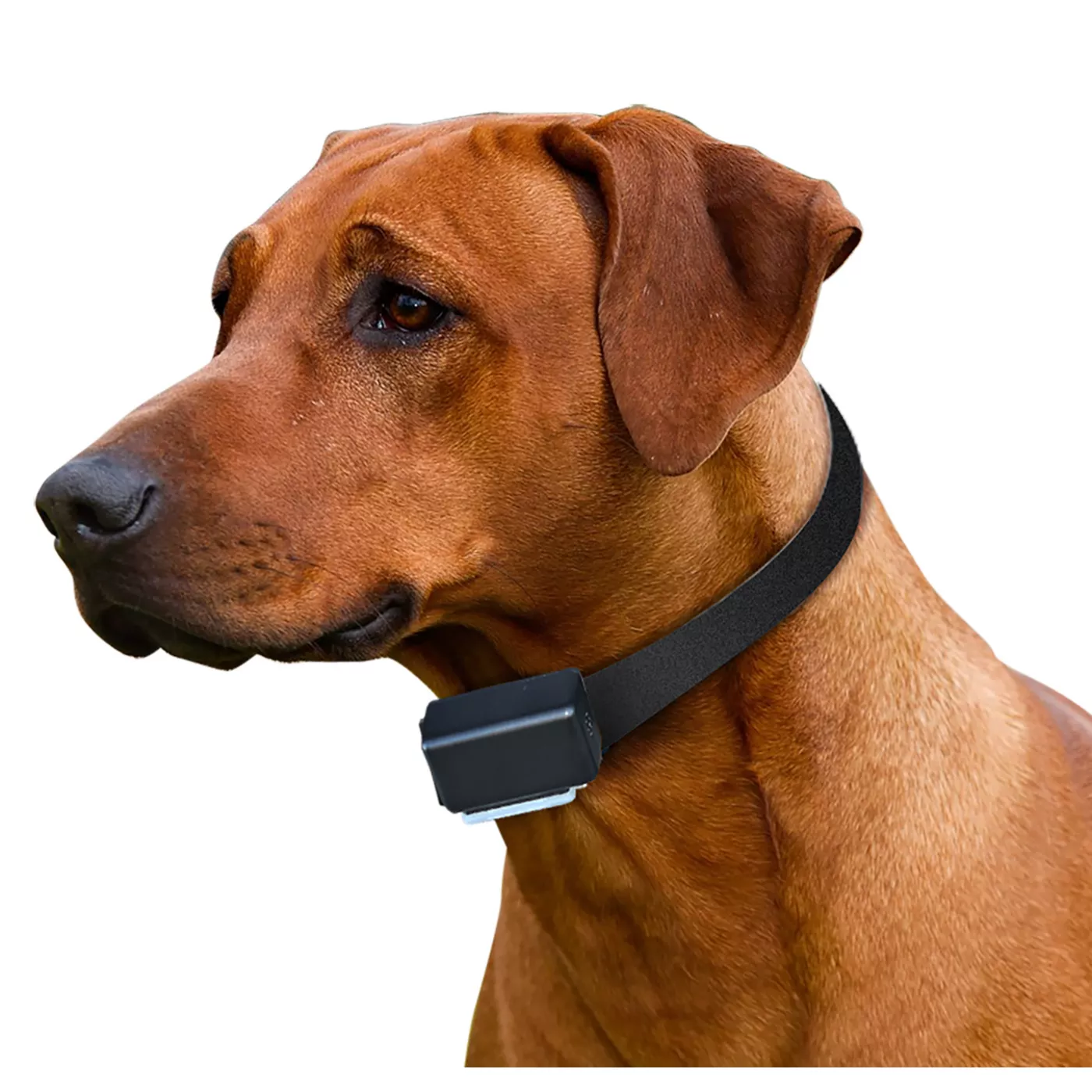 E collars at petsmart sale