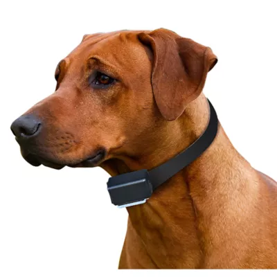 Pet tech dog training active collar manual hotsell