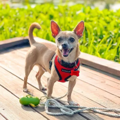 Product SiliDog The Silent Dog Tag Personalized Silicone Bone Dog ID Tag