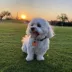 SiliDog The Silent Dog Tag Personalized Silicone Bone Dog ID Tag image thumbnail 3