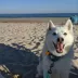 SiliDog The Silent Dog Tag Personalized Silicone Bone Dog ID Tag image thumbnail 4