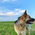 SiliDog The Silent Dog Tag Personalized Silicone Bone Dog ID Tag image thumbnail 5