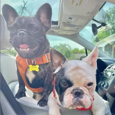 SiliDog The Silent Dog Tag Personalized Silicone Bone Dog ID Tag - Image 3