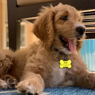 SiliDog The Silent Dog Tag Personalized Silicone Bone Dog ID Tag - Image 4