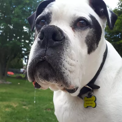 SiliDog The Silent Dog Tag Personalized Silicone Bone Dog ID Tag - Image 5