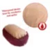 Majestic Pet Personalized Bagel Dog Bed image thumbnail 5