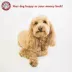 Majestic Pet Personalized Bagel Dog Bed image thumbnail 7