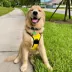 SiliDog The Silent Dog Tag Personalized Silicone Bone Dog ID Tag image thumbnail 5