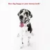 Majestic Pet Personalized Bagel Dog Bed image thumbnail 7