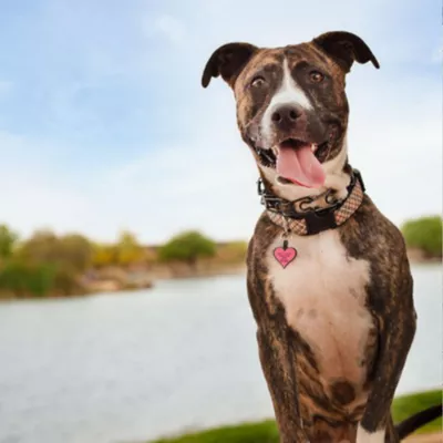 Product SiliDog The Silent Dog Tag Personalized Silicone Heart Dog & Cat ID Tag