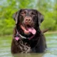 Product SiliDog The Silent Dog Tag Personalized Silicone Heart Dog & Cat ID Tag