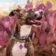 Product SiliDog The Silent Dog Tag Personalized Silicone Heart Dog & Cat ID Tag