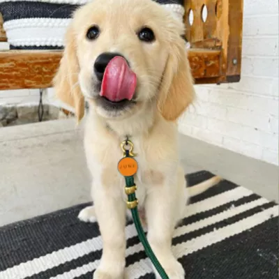 SiliDog The Silent Dog Tag Personalized Silicone Circle Dog & Cat ID Tag - Image 3