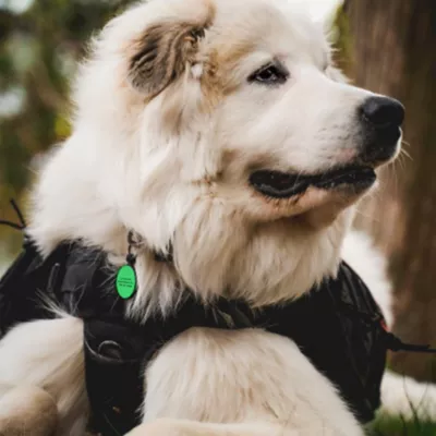 Product SiliDog The Silent Dog Tag Personalized Silicone Circle Dog & Cat ID Tag